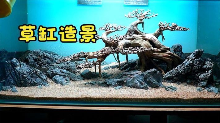 中國最好的魚缸品牌排行榜揭曉（中國最好的魚缸品牌排行榜揭曉圖片）