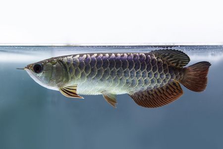 東莞市寮步真性情水族館