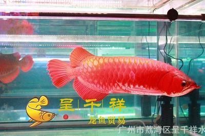 金龍魚多少錢一條在哪有批發(fā)：金龍魚多少錢一條 金龍魚百科 第1張