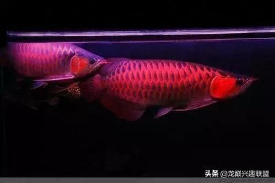 什么魚能和三湖慈鯛混養(yǎng)呢視頻(什么魚能和三湖慈鯛混養(yǎng)呢視頻講解)