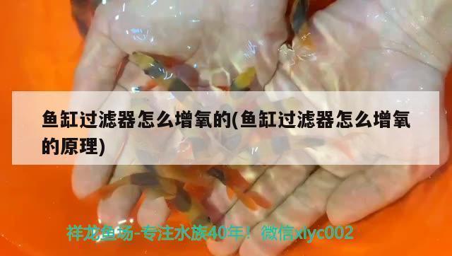 樂清市柳市鎮(zhèn)聚源水族館（樂清市柳市鎮(zhèn)聚源水族館電話）