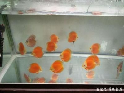 穩(wěn)定飼養(yǎng)一個半月 水族燈（魚缸燈）