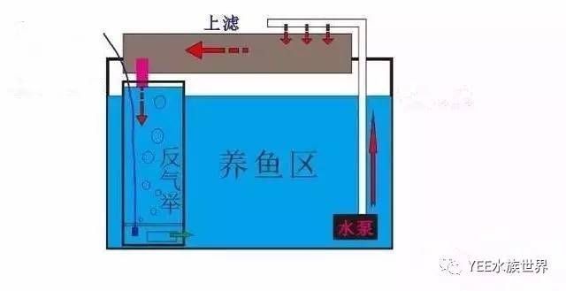 銀龍魚飼料和鸚鵡魚飼料可以一樣嗎（銀龍魚飼料和鸚鵡魚飼料可以一樣嗎怎么喂） 鸚鵡魚