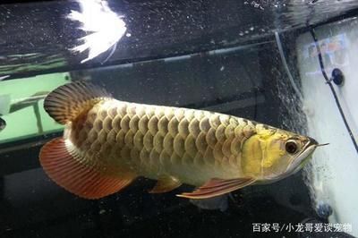 魏縣哪里有賣(mài)魚(yú)缸的店啊圖片（魏縣魚(yú)苗批發(fā)）