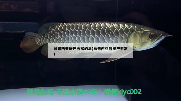 三都水族自治縣拉覽大坳優(yōu)質(zhì)苗木場(chǎng) 水族周邊