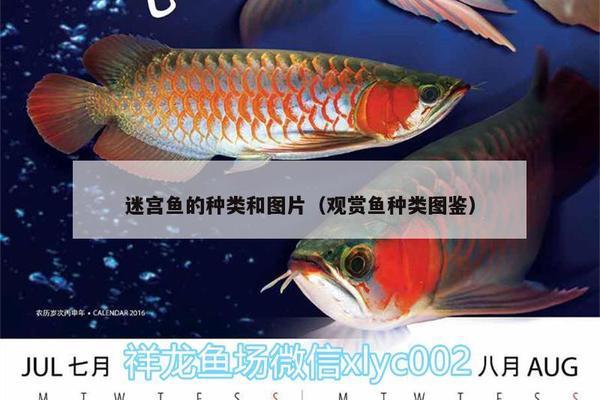 臺灣觀賞魚視頻大全下載安裝（臺灣觀賞魚視頻大全下載安裝手機(jī)） 觀賞魚市場（混養(yǎng)魚） 第2張