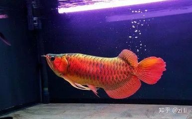 龍魚有幾種類型的品種圖片大全（龍魚有幾種類型的品種圖片大全大圖）