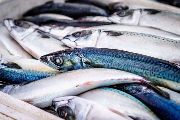 龍魚(yú)圖片大全圖片高清壁紙（龍魚(yú)圖片大全圖片高清壁紙下載） 廣州龍魚(yú)批發(fā)市場(chǎng)