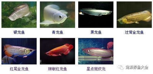 杭州極致光生物照明有限公司（杭州極致光生物照明有限公司生產(chǎn)什么品牌）