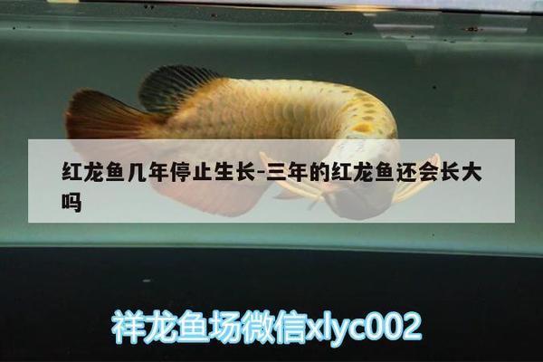 自制魚缸設(shè)計圖片簡單 水族問答 第2張