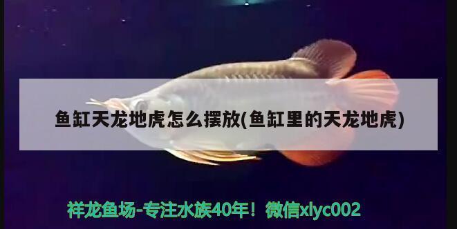 清遠(yuǎn)觀賞魚養(yǎng)殖企業(yè)名錄最新（清遠(yuǎn)觀賞魚養(yǎng)殖企業(yè)名錄最新招聘）