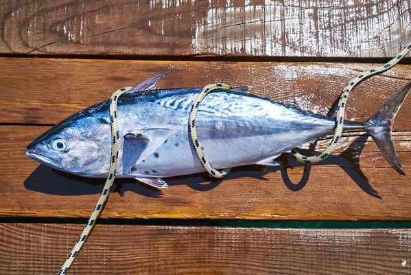 銀龍魚(yú)苗圖片欣賞視頻教程（銀龍魚(yú)苗圖片欣賞視頻教程大全）