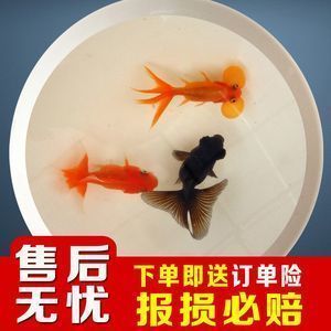 圓玻璃魚(yú)缸養(yǎng)什么魚(yú)不容易死掉（圓玻璃魚(yú)缸養(yǎng)什么魚(yú)不容易死掉呢）