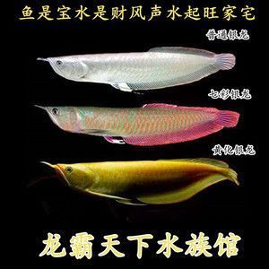 龍魚(yú)與虎魚(yú)混養(yǎng)視頻播放器(龍魚(yú)與虎魚(yú)混養(yǎng)視頻播放器) 虎魚(yú)百科