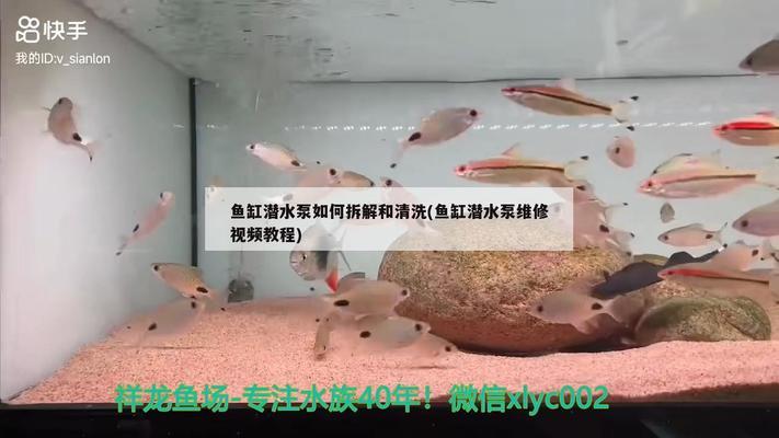 小龍魚喂食怎么喂（六角龍魚正確的喂食方法）