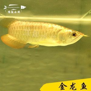 龍魚為什么要做手術（龍魚為什么要做眼睛手術）