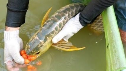 魚缸什么時候需要加熱棒(魚缸什么時候需要加熱棒呢) 馬拉莫寶石魚苗