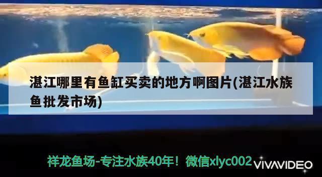 湛江龙鱼vs湛江水族批发市场vs湛江水族馆vs湛江鱼缸批发市场vs祥龙鱼场：湛江龙鱼养殖技术