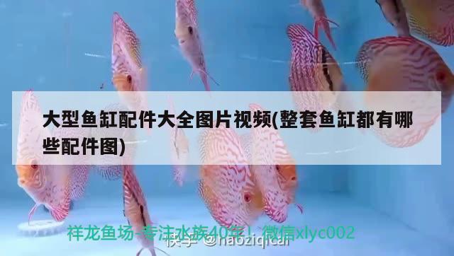 龍魚不吃食什么原因有三種（龍魚不吃食什么原因有三種類型）