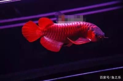 黔東南苗族侗族自治州水族館這個沉木可以放七彩缸里嗎 泰龐海蓮魚