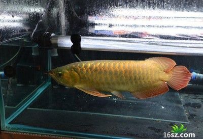 怎么徹底清理魚缸（怎么徹底清理魚缸垃圾）