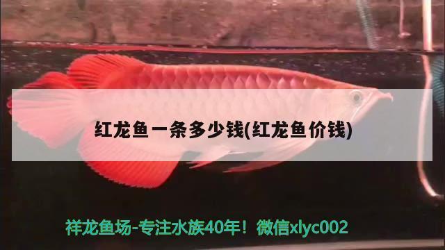 綠園區(qū)大自然花鳥魚商城洪陽水族館（洪陽生態(tài)園）