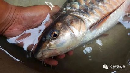 水池觀賞魚長白毛怎么辦視頻（水池觀賞魚長白毛怎么辦視頻講解）