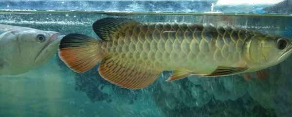 广安市前锋区云贵水族馆（广安市前锋区云贵水族馆电话）