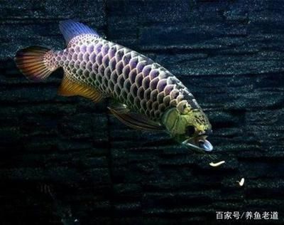 魚缸黑色魚（魚缸黑色魚是鎮(zhèn)宅的嗎） 其他品牌魚缸