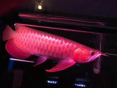 超白金晶魚(yú)缸品牌排名（超白金晶魚(yú)缸品牌排名前十）