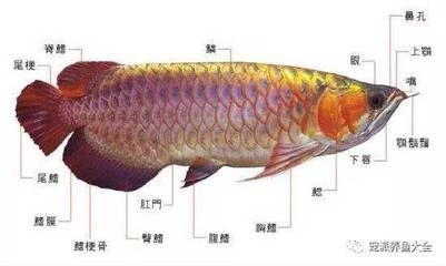 魚缸品牌十大排名森森：森森魚缸排名第幾