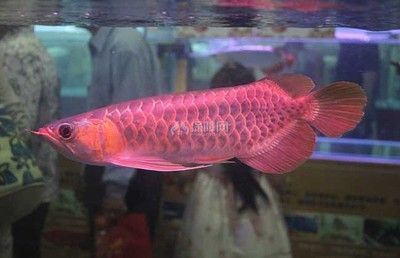 盤山縣高升鎮(zhèn)暢暢水族館（盤山縣高升鎮(zhèn)暢暢水族館電話） 全國(guó)水族館企業(yè)名錄