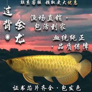 魚缸外表舊了翻新視頻大全教程（魚缸外表舊了翻新視頻大全教程圖片）