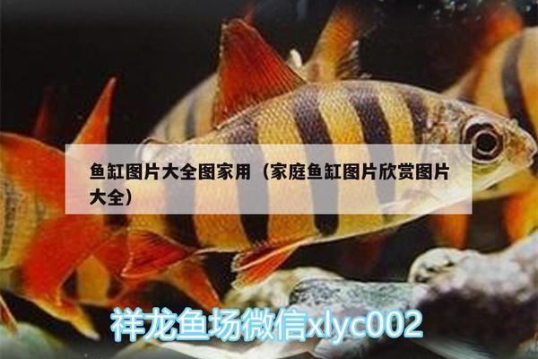 一米魚缸尺寸長寬高多少合適（一米魚缸尺寸長寬高多少合適呢）