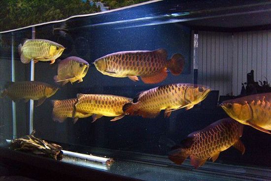 西安市航空高逸生態(tài)水族館（西安市航空高逸生態(tài)水族館地址）