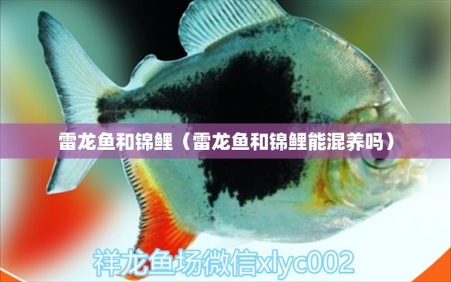 紅龍魚(yú)都喂什么飼料好呢（紅龍魚(yú)都喂什么飼料好呢視頻）