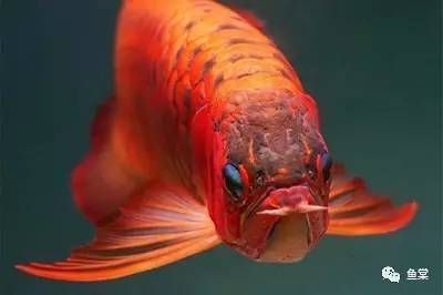 江陰市利港魚水一族水族館（江陰市利港魚水一族水族館地址）