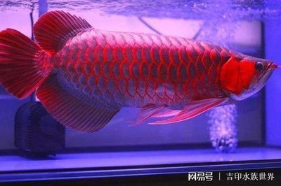 1米5魚缸多少升水（1米5魚缸多少升水加海鹽多少） 魚缸百科