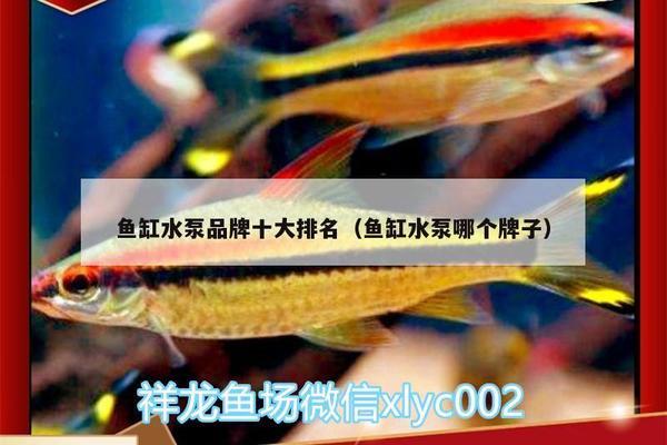 常德觀賞魚市場價格表最新（常德觀賞魚市場價格表最新圖片）