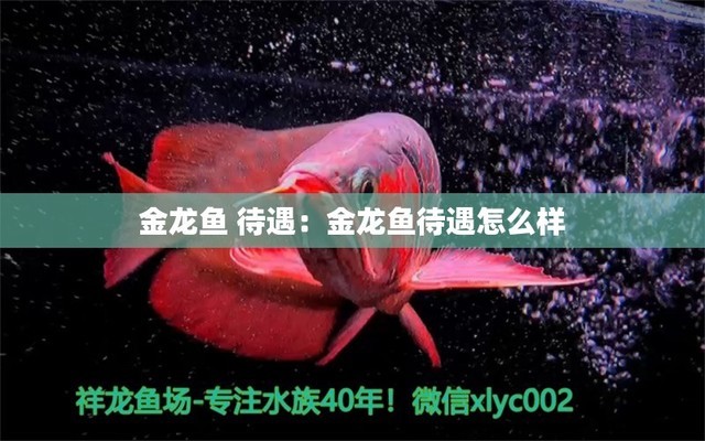 株洲觀賞魚便宜批發(fā)市場在哪個位置好（株洲賣觀賞魚魚的地方） 委內(nèi)瑞拉奧里諾三間魚