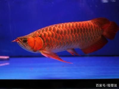 紅磚做魚(yú)缸濾材， 紅磚做魚(yú)缸濾材會(huì)掉色嗎為什么