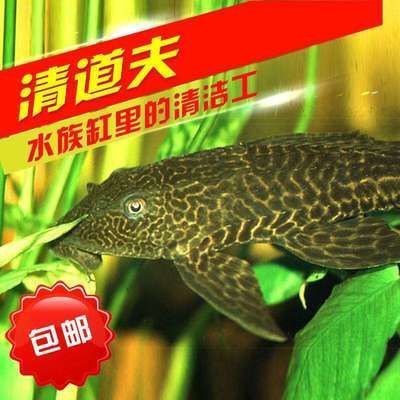 魚缸是怎么做出來的呢(魚缸怎么做？)