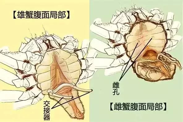 大閘蟹等了兩年，期待一生一次的交配，然後就……