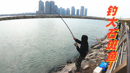 思乡渔夫赶海 钓大鱼真刺激，手感像拉一头牛，渔夫直接看红眼了
