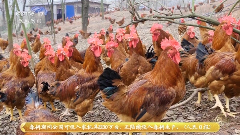 《致富经》 20210228 养鸡爱思考 废料变成宝