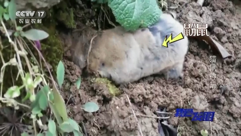 《我爱发明》 20210129 猎鼠神箭