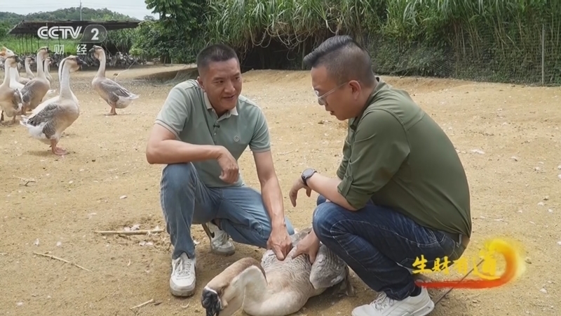 生财有道 《生财有道》 20260602 溪上狮头鹅 风味富一方