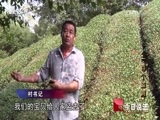 今日说法 《今日说法》 20141212 一百个盗洞