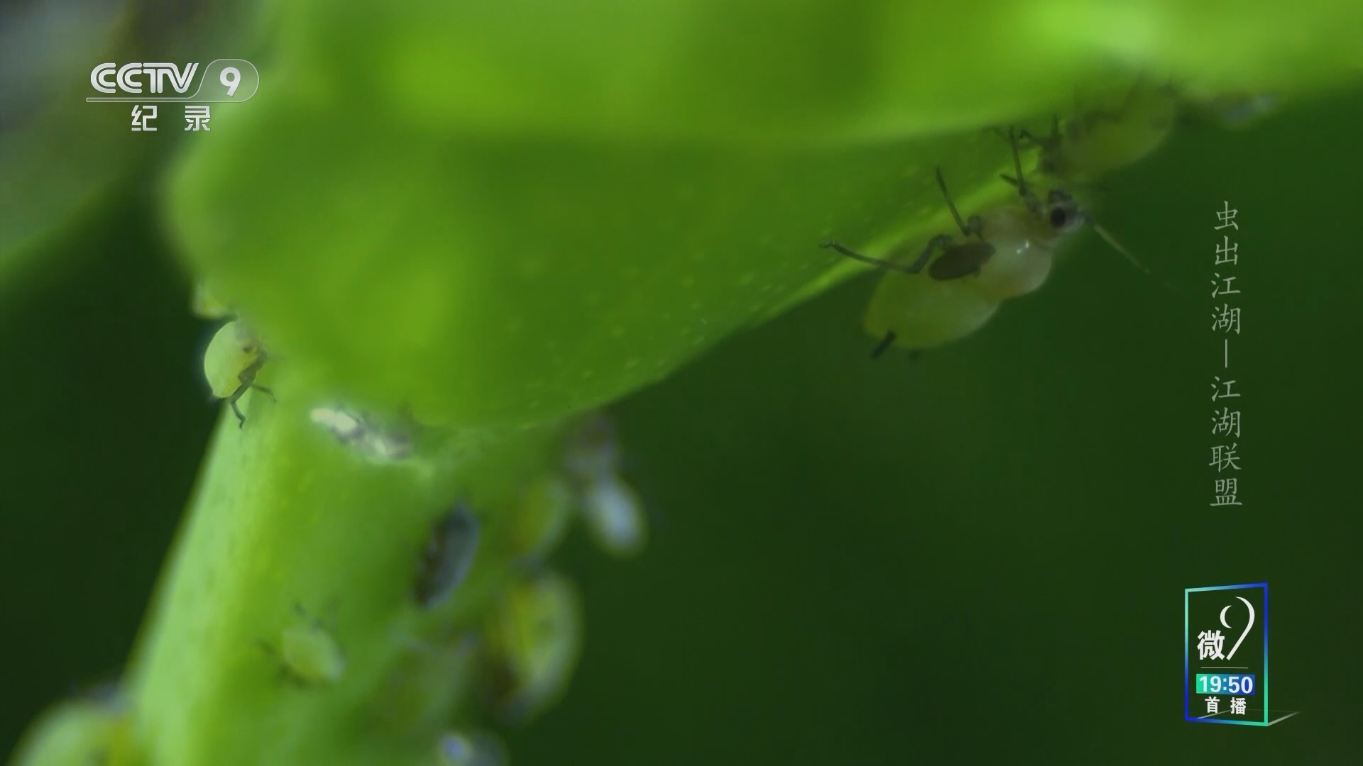 虫出江湖 《虫出江湖》 第6集 江湖联盟
