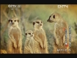 动物世界 《动物世界》 20130308